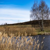 Одинокие  березы. :: Николай 