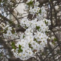 Вишня :: Giant Tao /