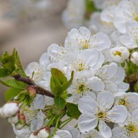 Вишня :: Giant Tao /