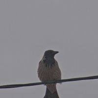 Серая ворона :: Giant Tao /