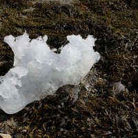 Льдинка, льдинка, скоро май... :: Ольга 