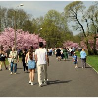 *** :: Aleksandr Gal