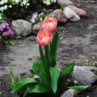 Первые тюльпаны :: Рита Симонова