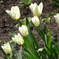 Первые тюльпаны :: Рита Симонова