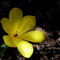 Жёлтый  тюльпан :: Валентин Семчишин