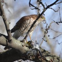 Ястреб перепелятник :: Олег 