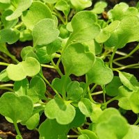 Сердечки руколы :: Галина Бобкина