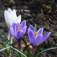 Апрель :: Олег 