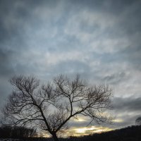 Одинокое дерево :: Олег Подлесных