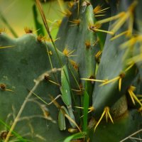 Найти богомола :: Олег 