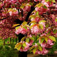 Расцвела :: Юрий. Шмаков