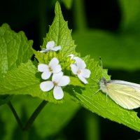 бабочка :: Алефтина 