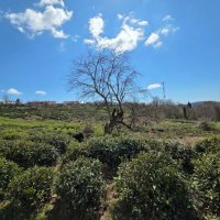 Чайные плантации :: Tata Wolf