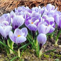 Пробуждение природы :: Александр Сивкин