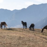 На горном склоне :: Марина Фомина.