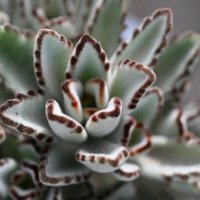 круиз по  балкончику :: Осень 