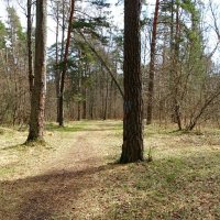 Весенний лес. :: Милешкин Владимир Алексеевич 