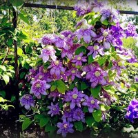 Клематисы :: Елена Сухорученкова