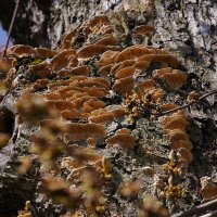 Весенние грибы :: Дмитрий Swan