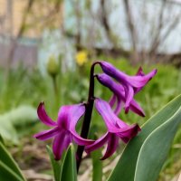 Не помёрзли... :: Александр Кондаков