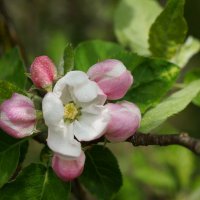 Весна ! :: Вен Гъновски