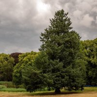 Старожил в парке... :: Николай Гирш