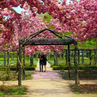 Любовь и сакура :: Юрий. Шмаков