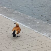 Взгляд налево :: Андрей Лукьянов