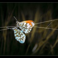 ПАРОЧКА ... :: Владимир Железнов