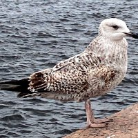 чайки жирные :: Savayr 