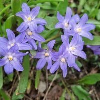 Первоцветы.... :: Георгиевич 