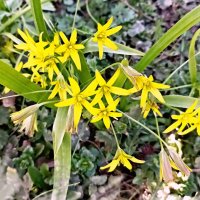 Гусиный лук желтый :: Veera V