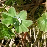 Растение манжетка :: Veera V