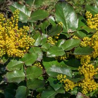 Магония падуболистная :: Игорь Сикорский