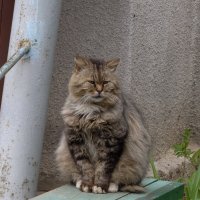 Кот пенсионер :: Мариша Тим