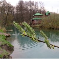 Ива :: Сеня Белгородский