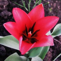 Самый ранний :: Людмила Смородинская