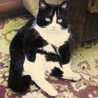 Пришёл с прогулки :: Людмила Смородинская