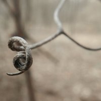 козюля ) :: Лера 