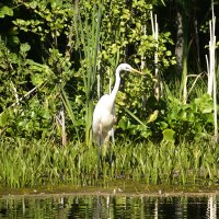 Цапэл. :: Валерий Пославский