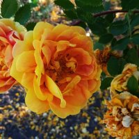 прошлогоднее :: Елена Шаламова