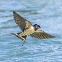 ласточка деревенская. :: юрий макаров