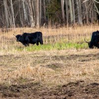 Быки Хека. :: Геннадий Порохов