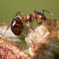 Муравей и капелька :: Андрей Пристяжнюк