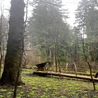 В лесу :: Андрей Л. В.