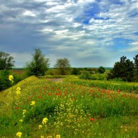 Цветочное настроение :: Олег Кабанец