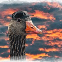 (°-°) :: Jakob Dick