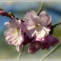 *** :: Aleksandr Gal