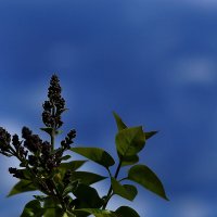 Сирень и небо :: Юрий Гайворонскiий