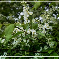 ЦВЕТЕНИЕ :: Владимир Кроливец